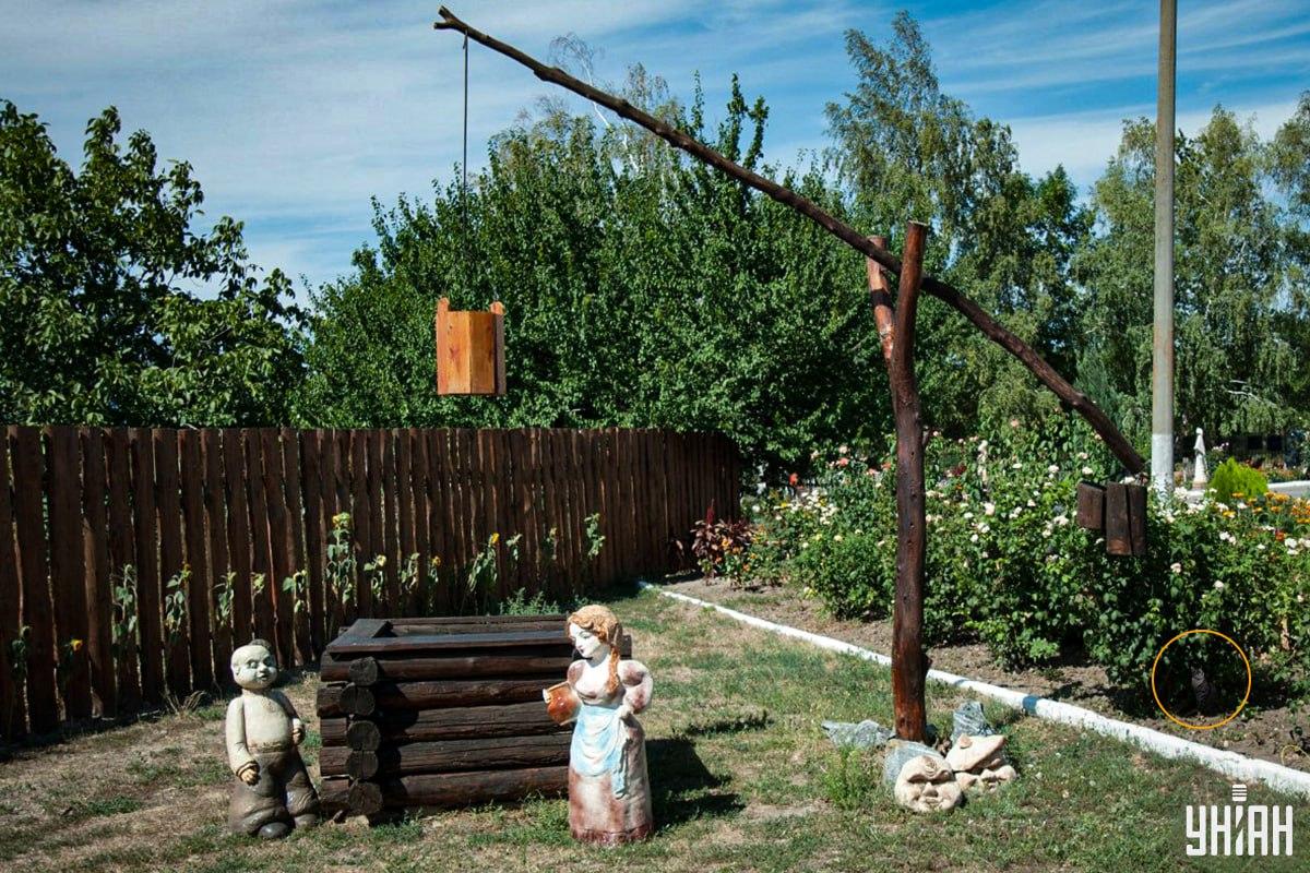 Kucing itu berada di petak bunga / kolase Moje