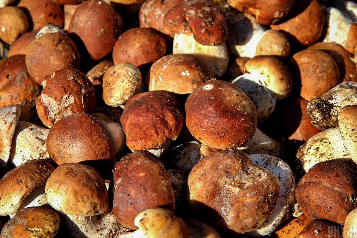 Temukan batu di antara jamur dalam waktu / kolase Moje