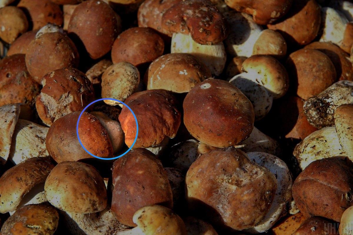 Batu itu hampir berada di tengah-tengah ilusi optik / kolase Moje