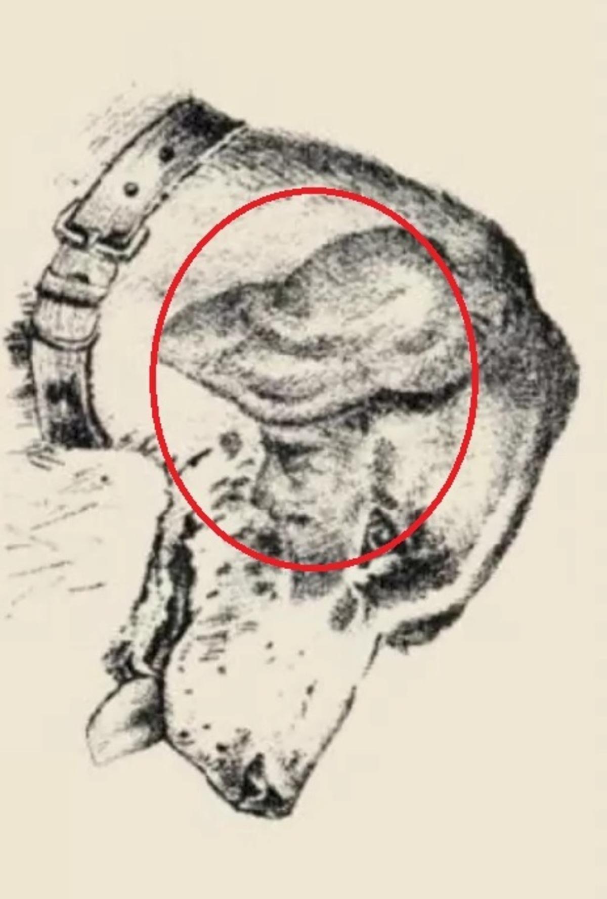 Wajah manusia ada di telinga anjing / digambar oleh safalta.com