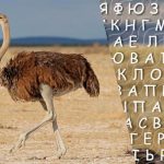 Hanya orang dengan IQ tinggi yang dapat menemukan kata "burung unta" dalam 10 detik: seb permainan teka-teki yang rumit Hanya orang dengan IQ tinggi yang dapat menemukan kata “burung